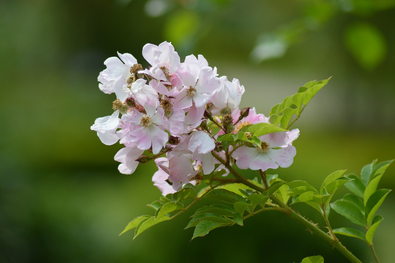 pink rosebush flower free photo