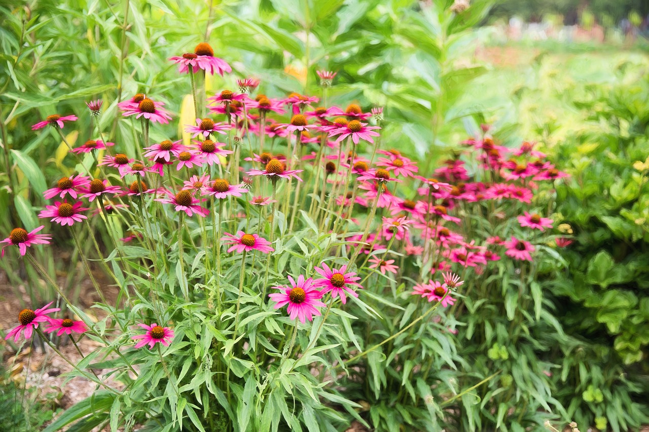 pink blooms daisy free photo