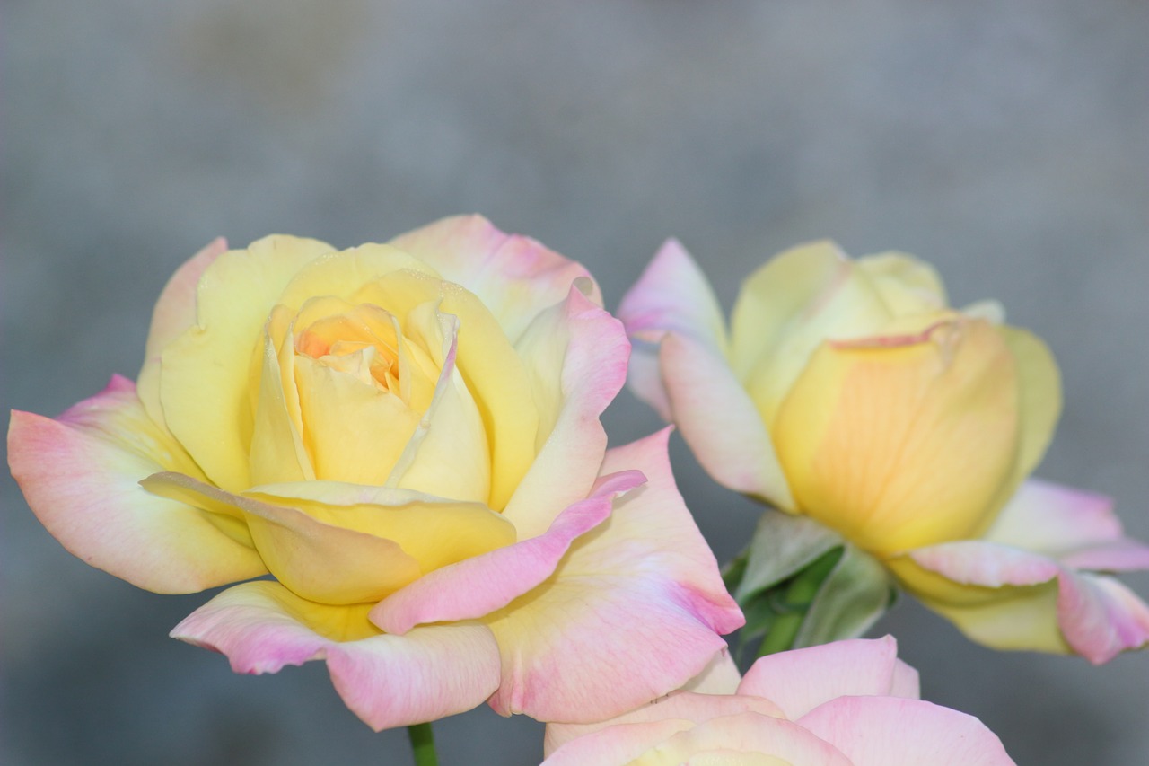 pink bouquet garden free photo