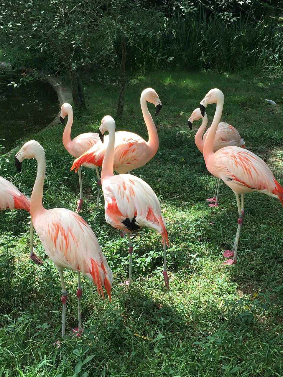 pink flamingo green free photo