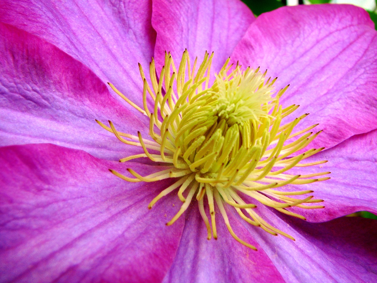 pink yellow flower free photo