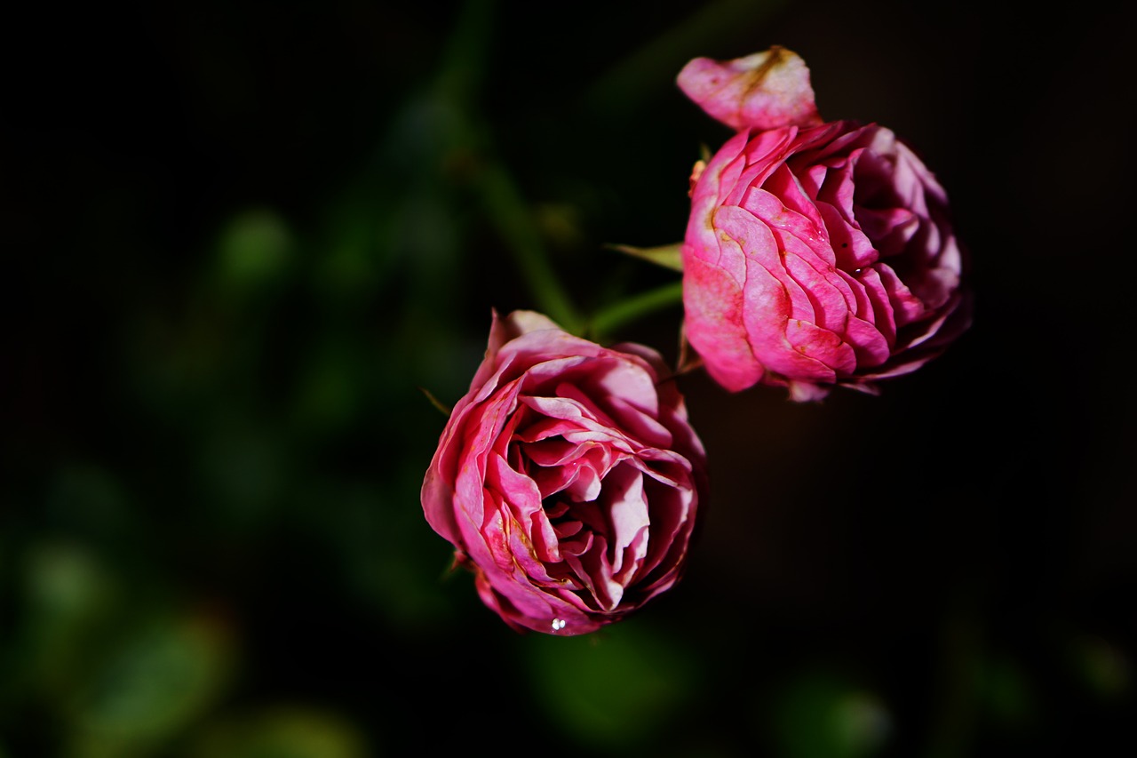 pink rose flower free photo