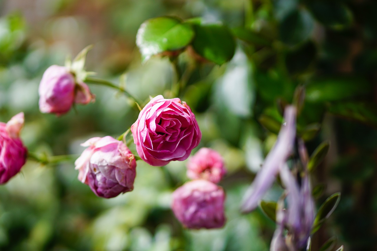 pink rose flower free photo