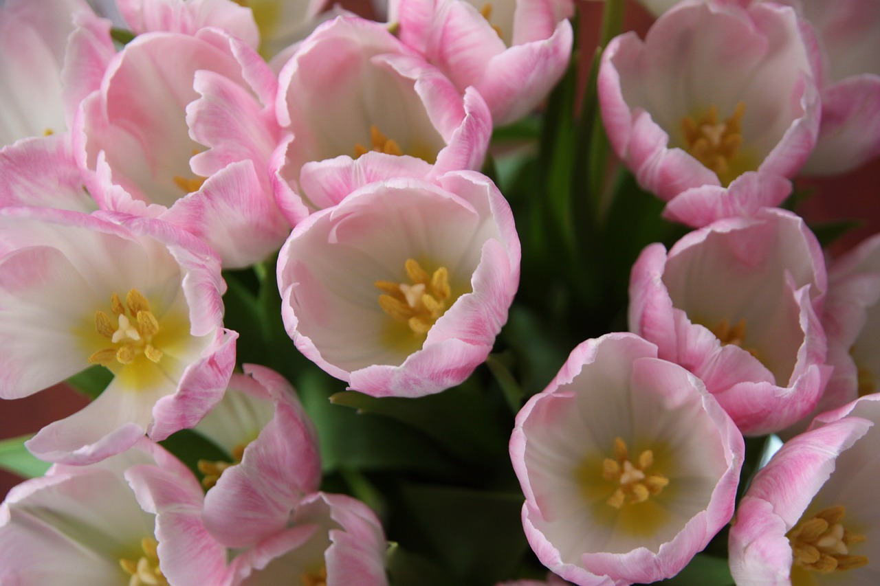 pink flowers tulips free photo