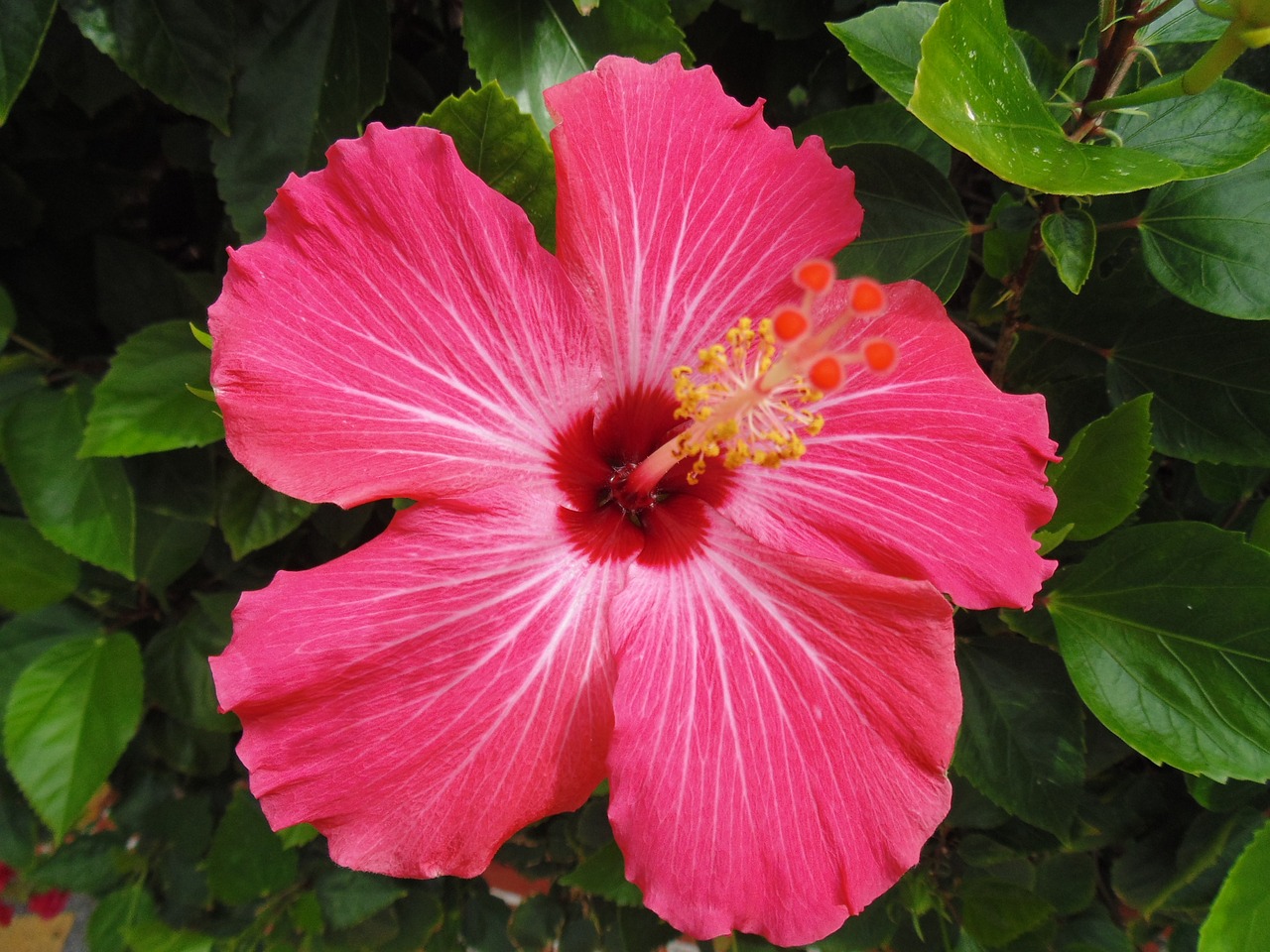 pink flower pink flowers free photo