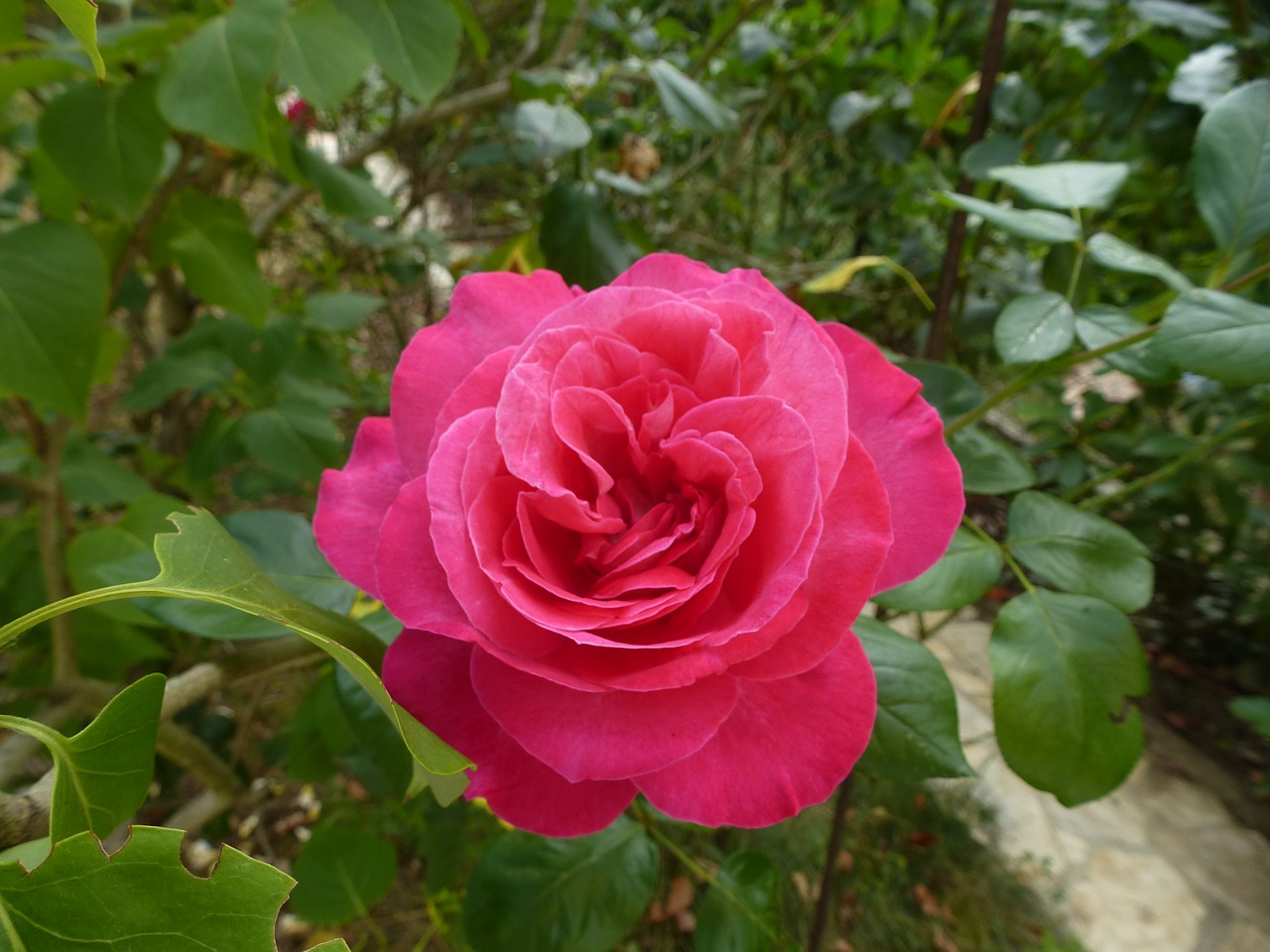 pink flower pink flowers free photo