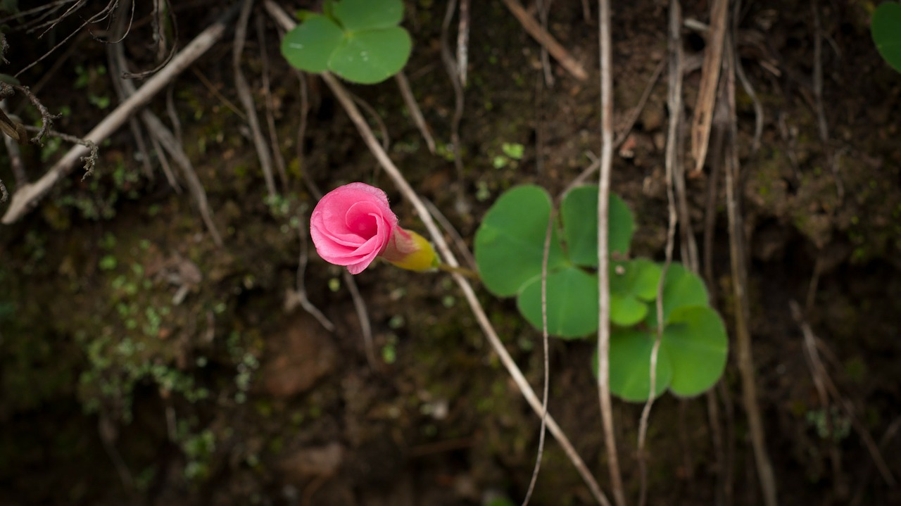 pink flower blossom free photo