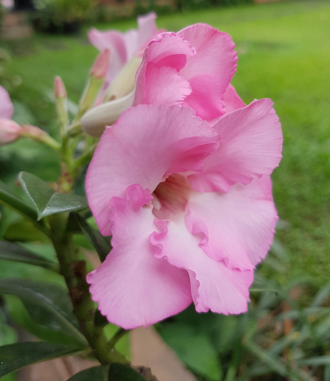 pink flower nature free photo