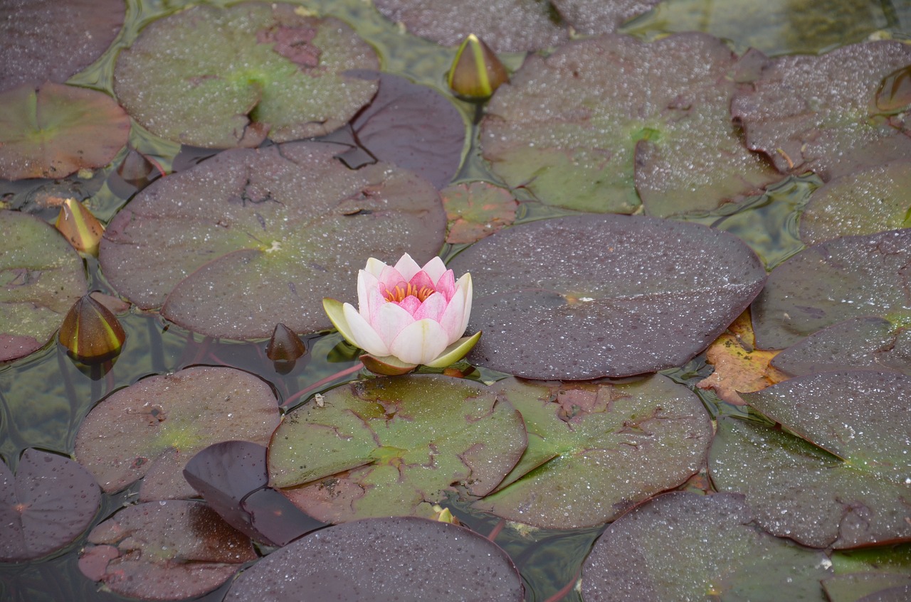 pink water lily aquatic plant free photo