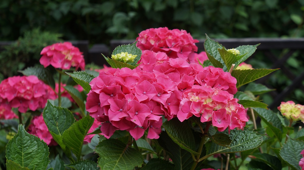 hydrangea pink flowers free photo