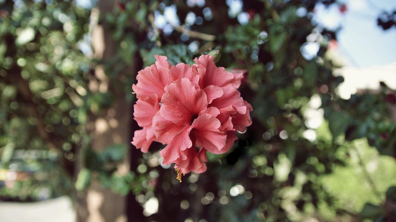 pink flower green free photo