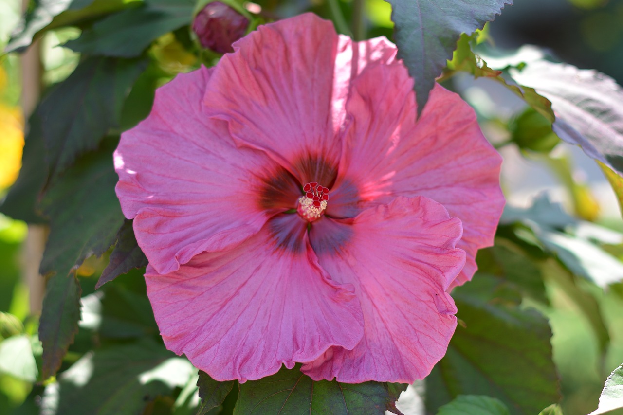 hibiscus pink flower free photo