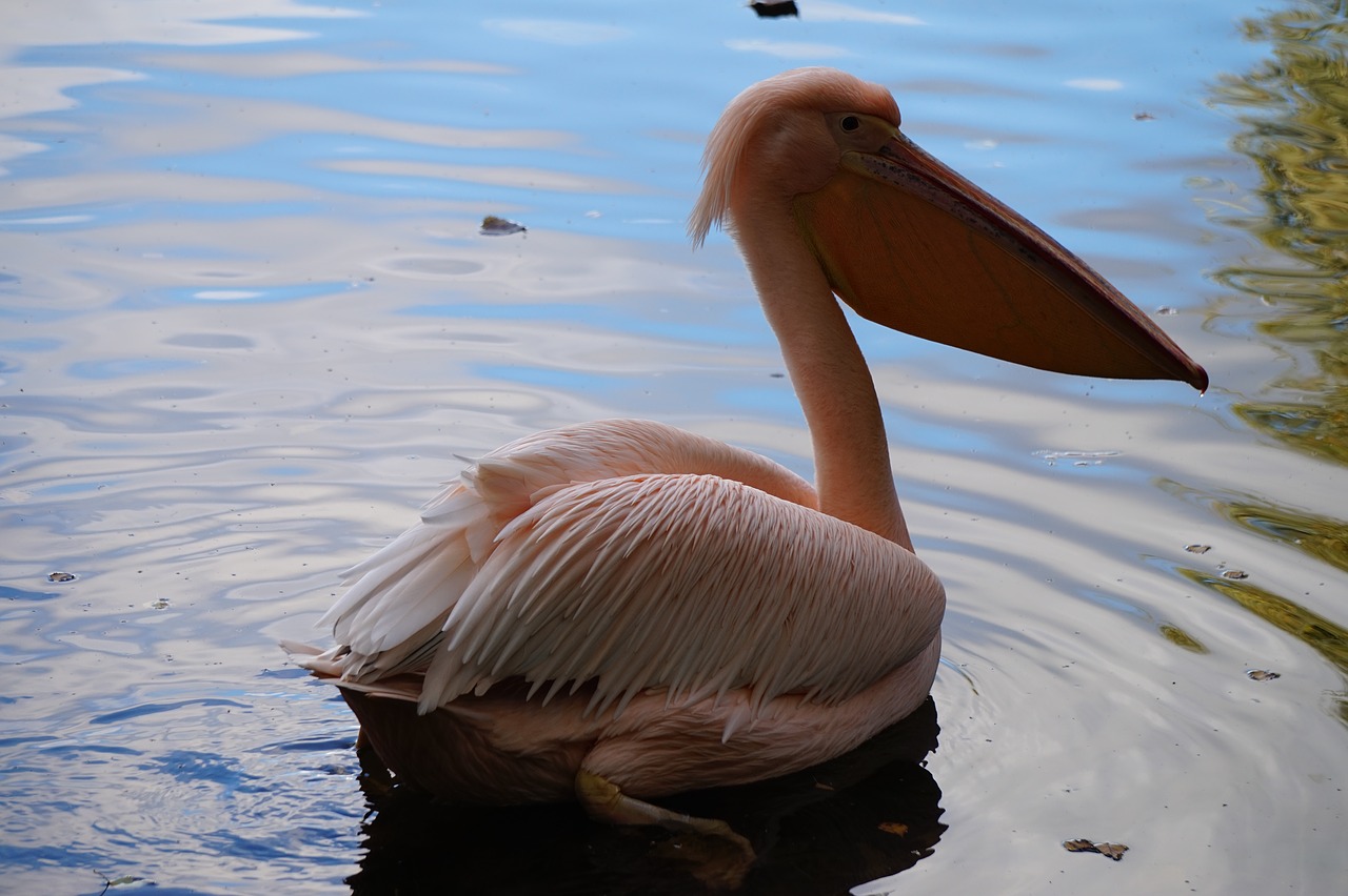 pink pelican water free photo