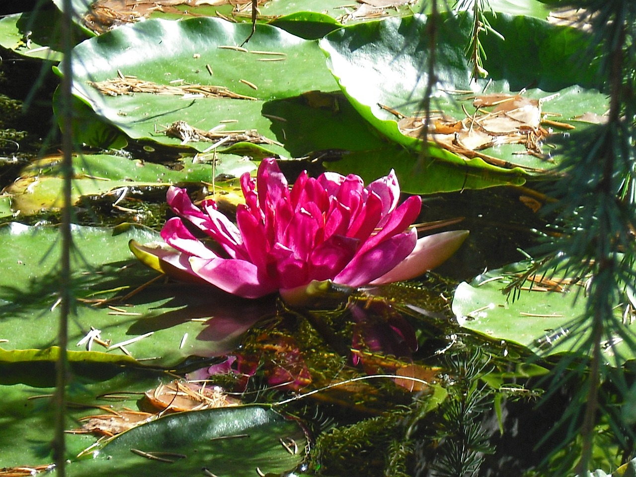 pink water lily nature free photo