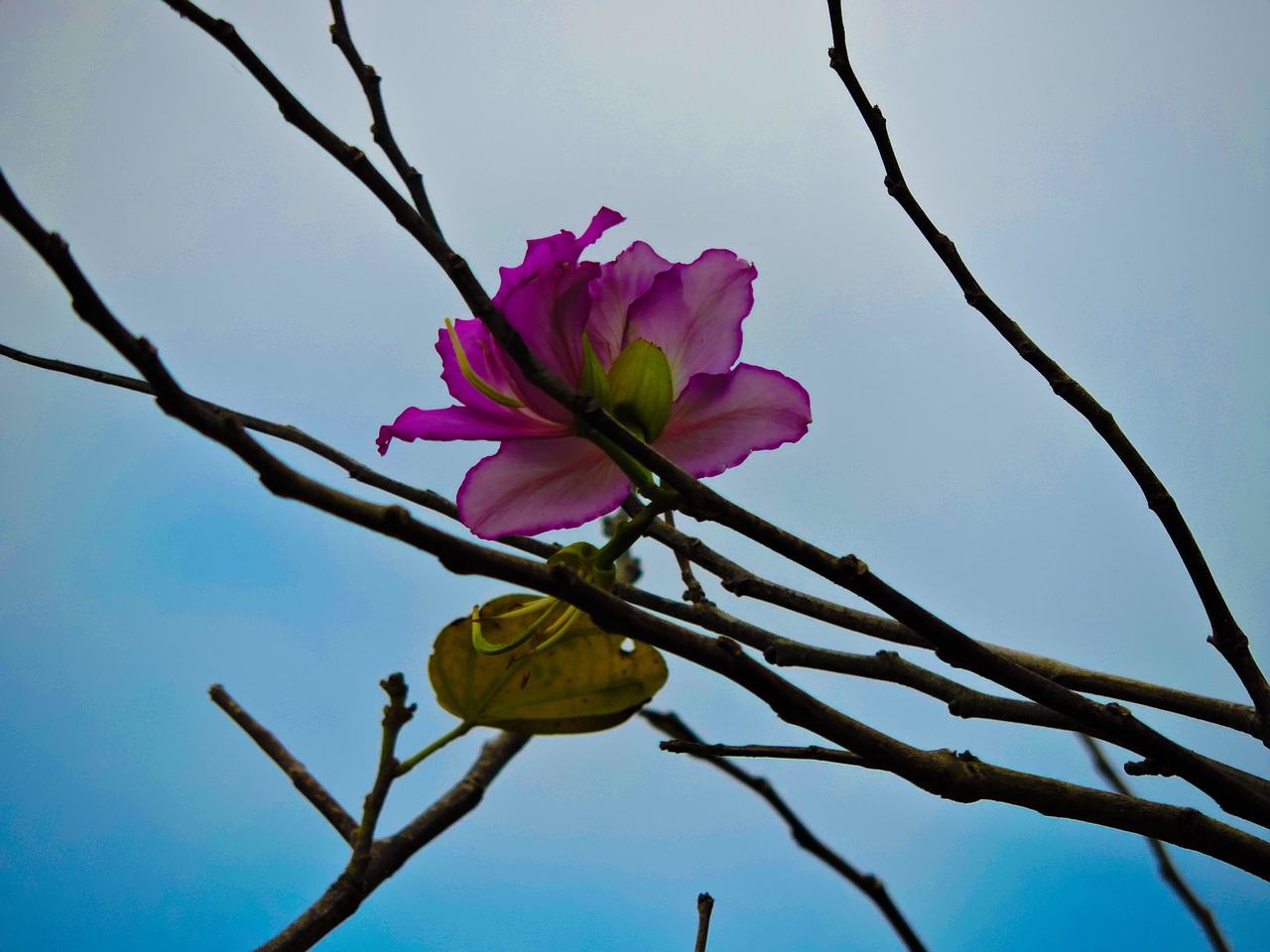 pink flower only free photo