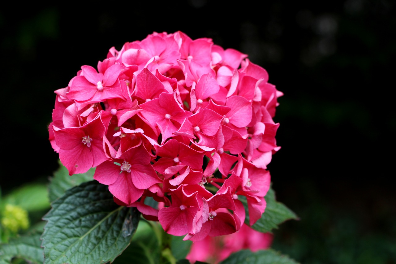 hydrangea pink flower free photo