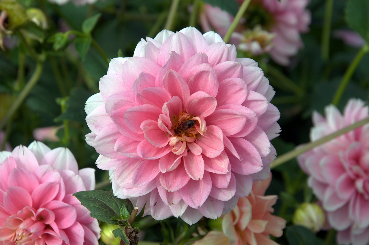 pink dahlia flower free photo