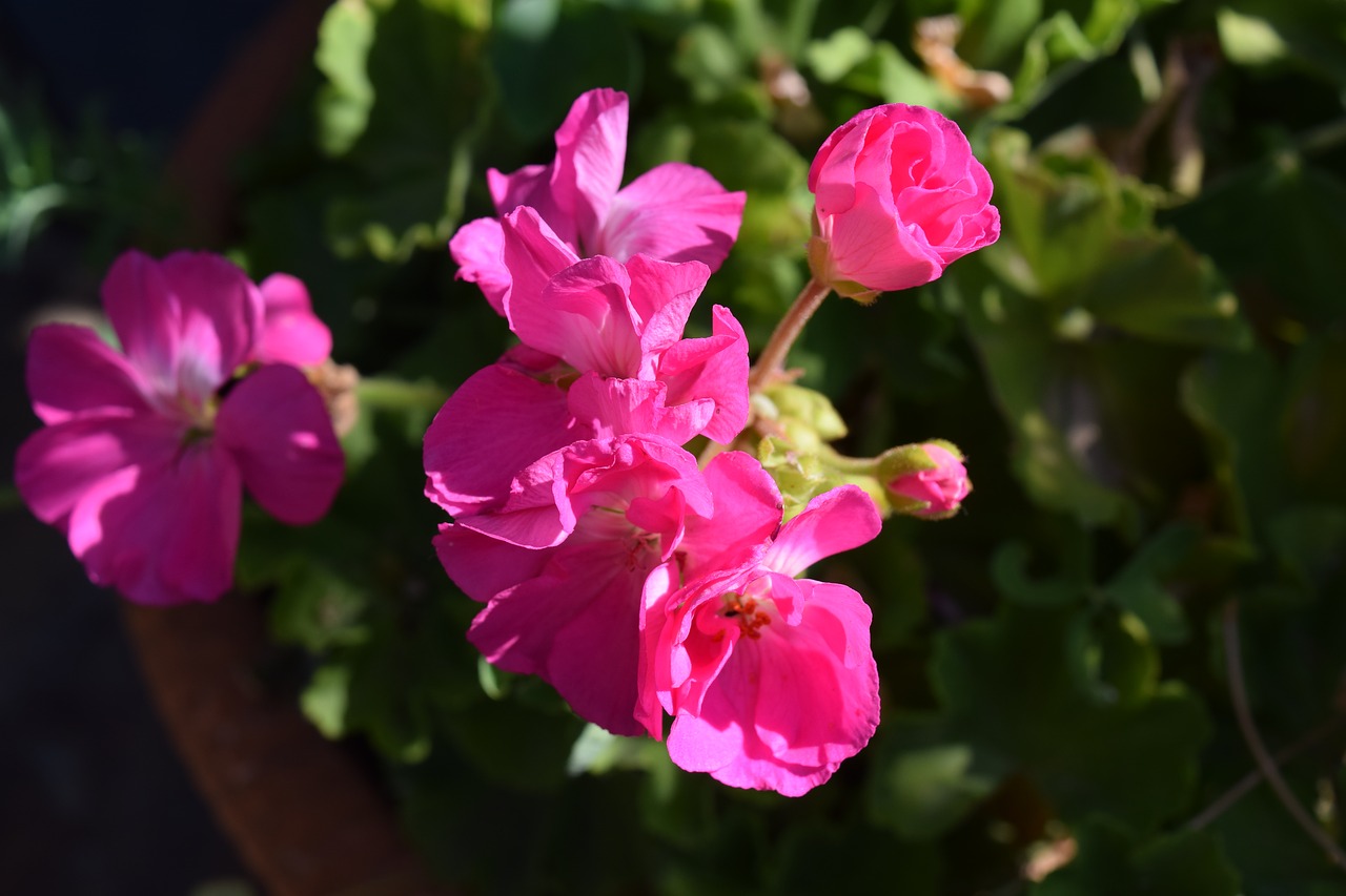 pink violets flower free photo