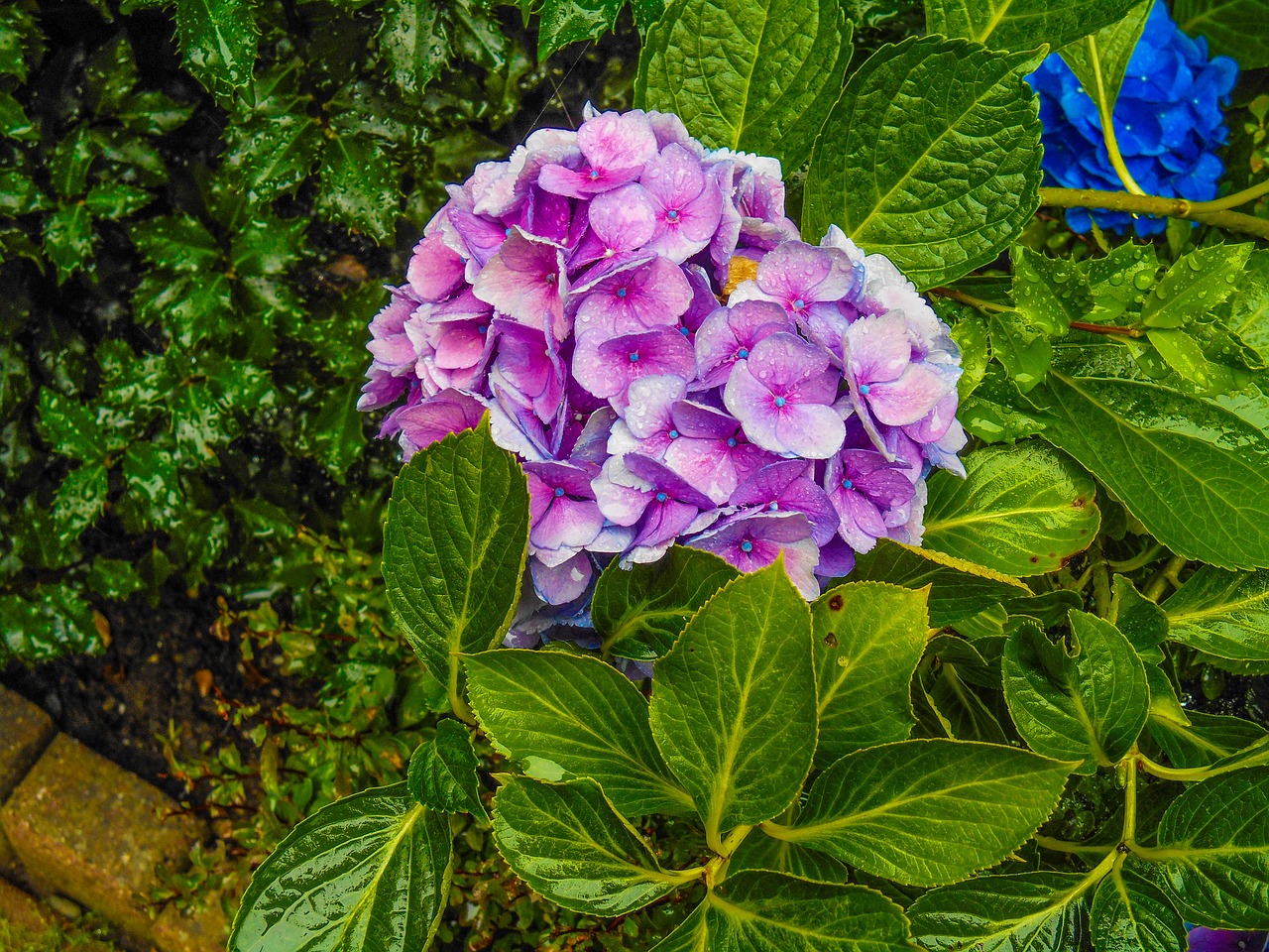 hydrangea pink flower free photo