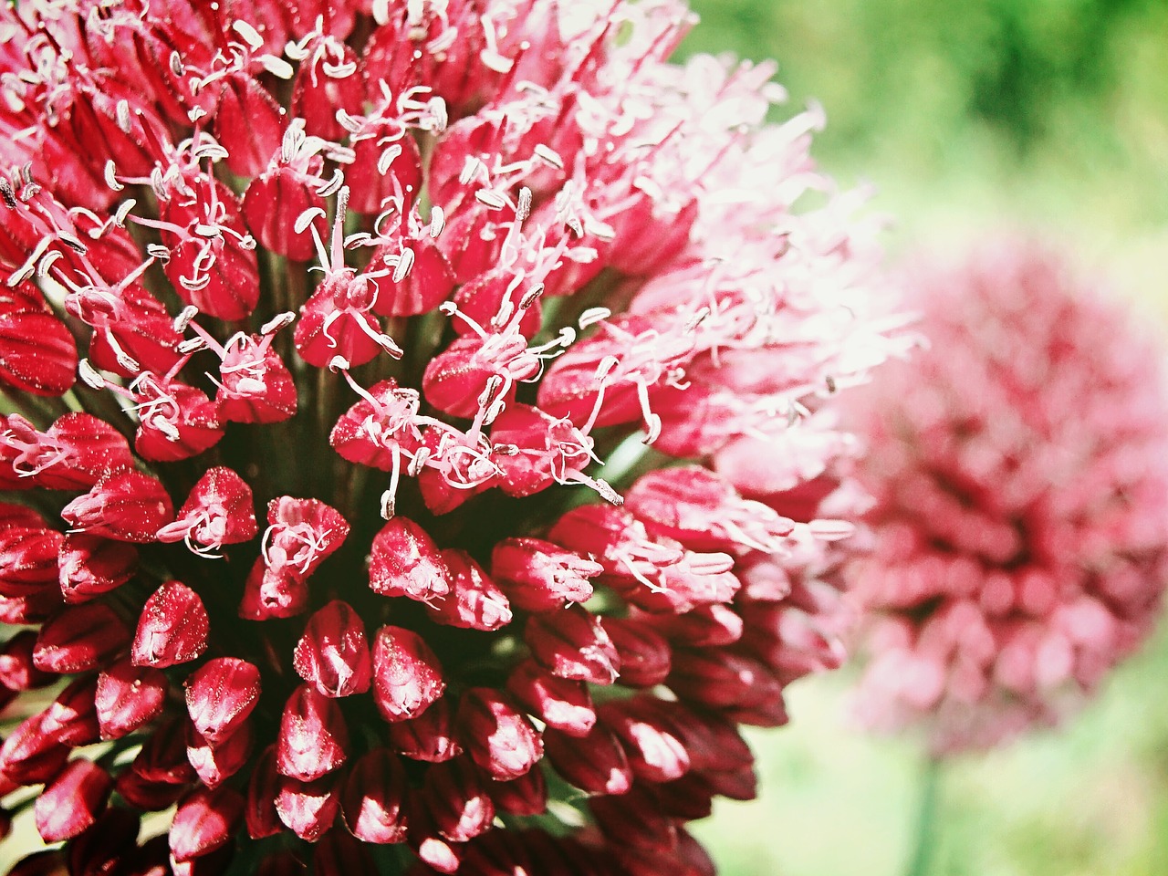 pink flowers macro free photo