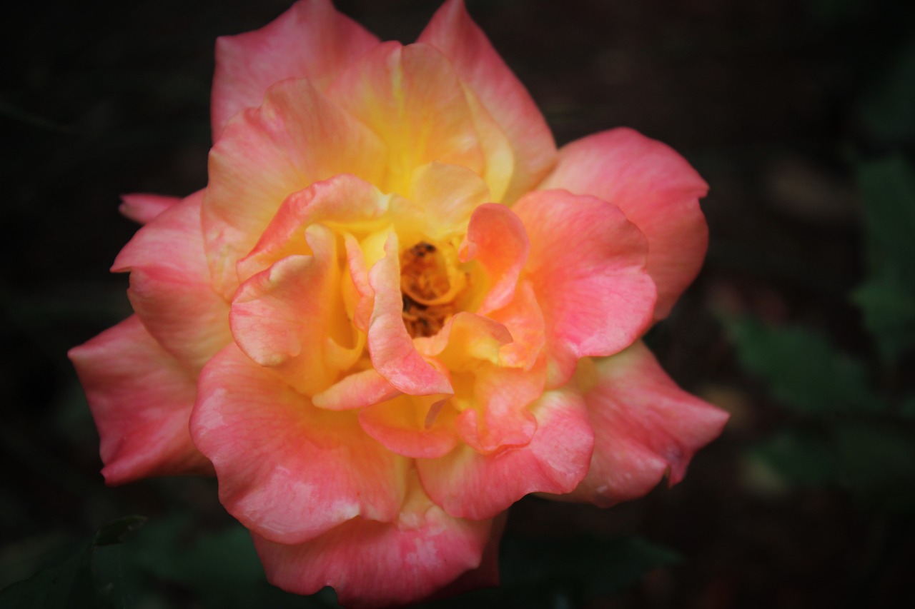 pink rose yellow free photo