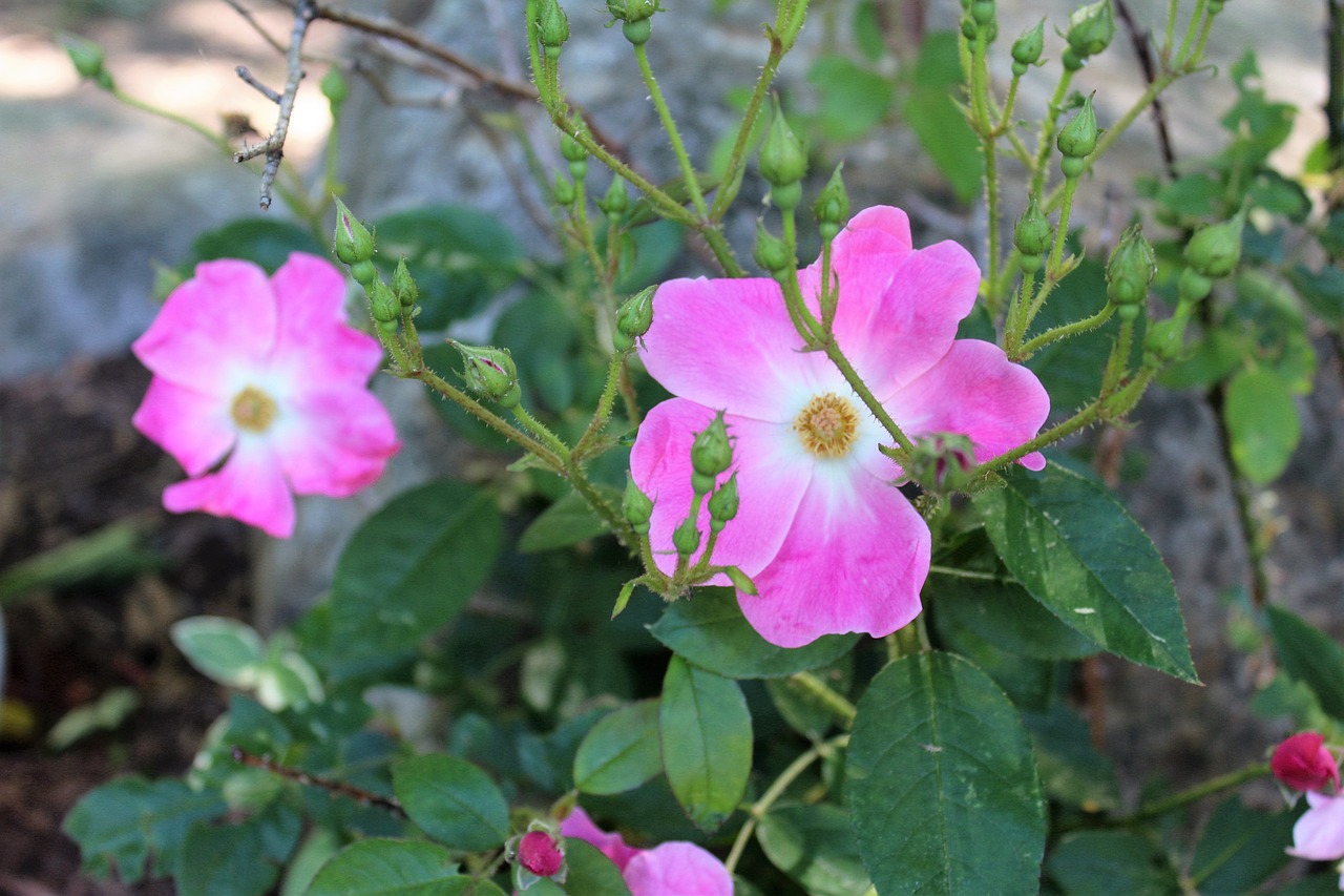 pink rose sea rose free photo