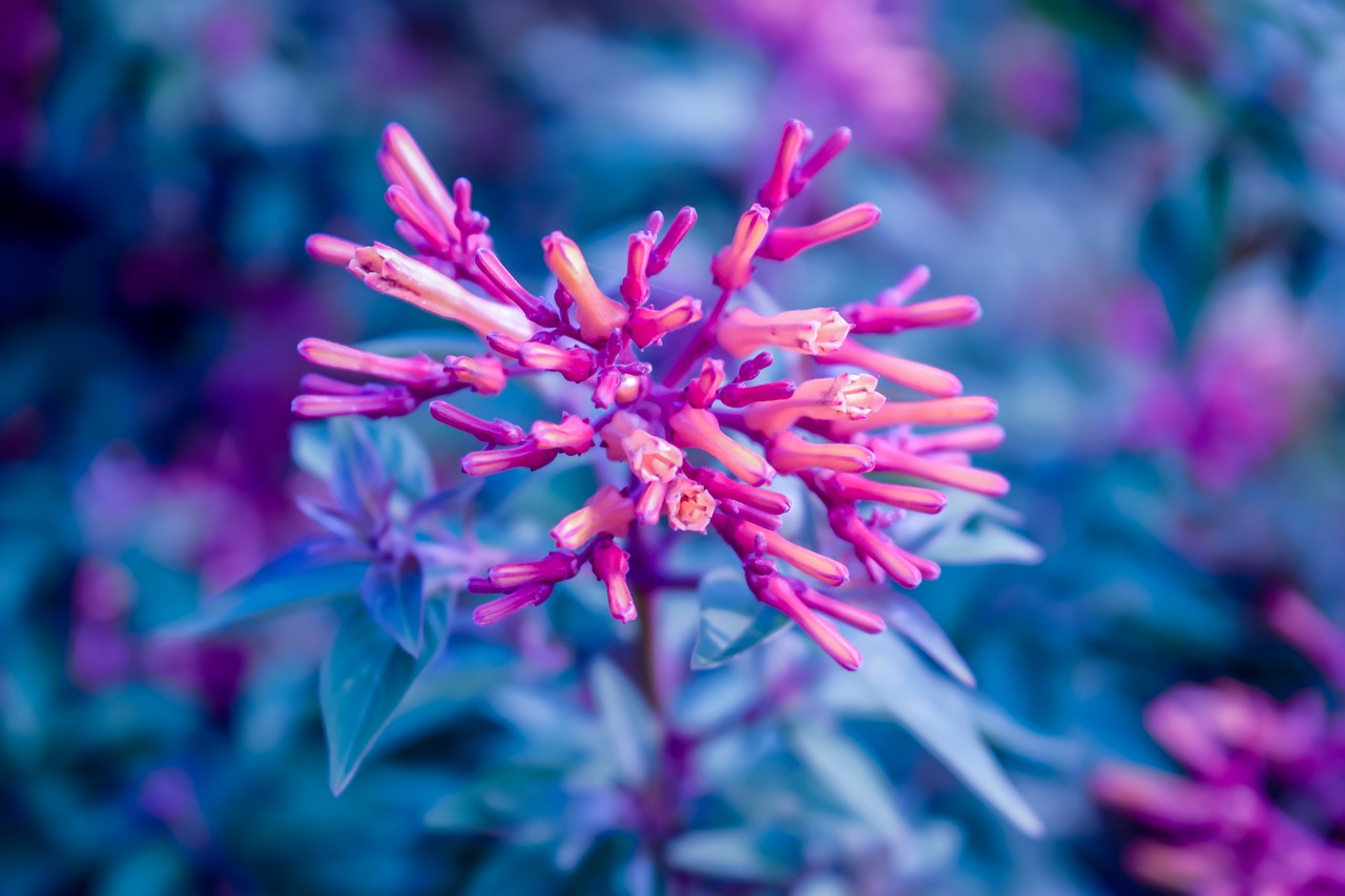 pink blue flowers free photo