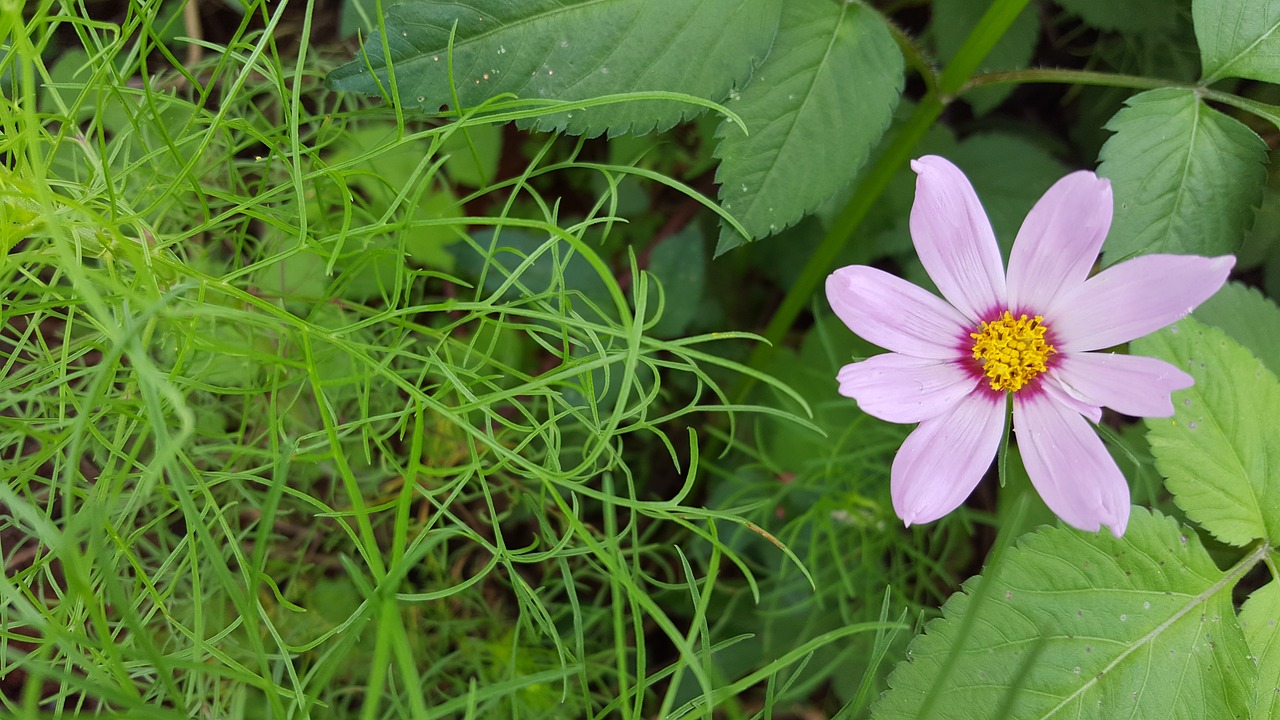 pink green natural free photo