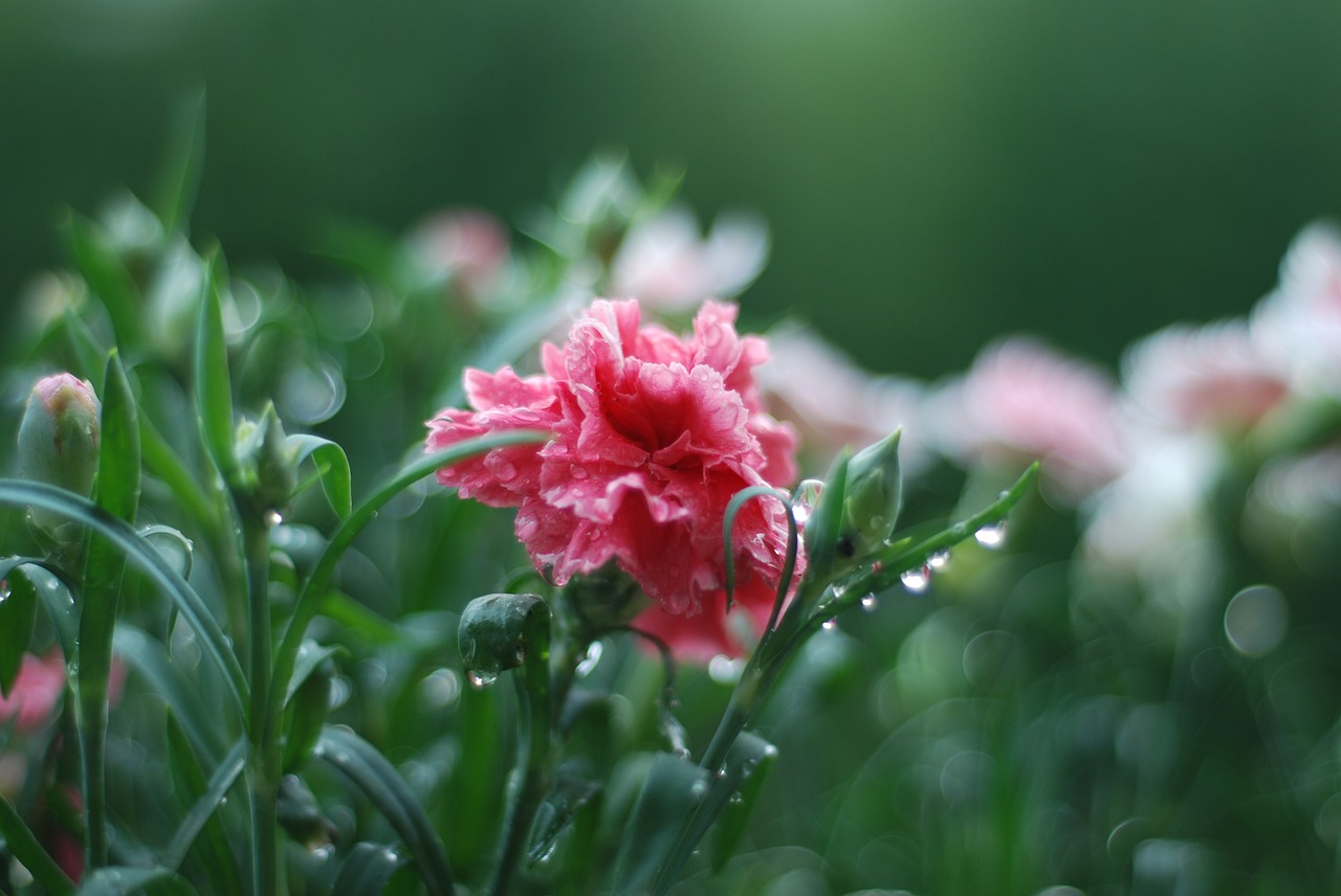 pink spring flower free photo