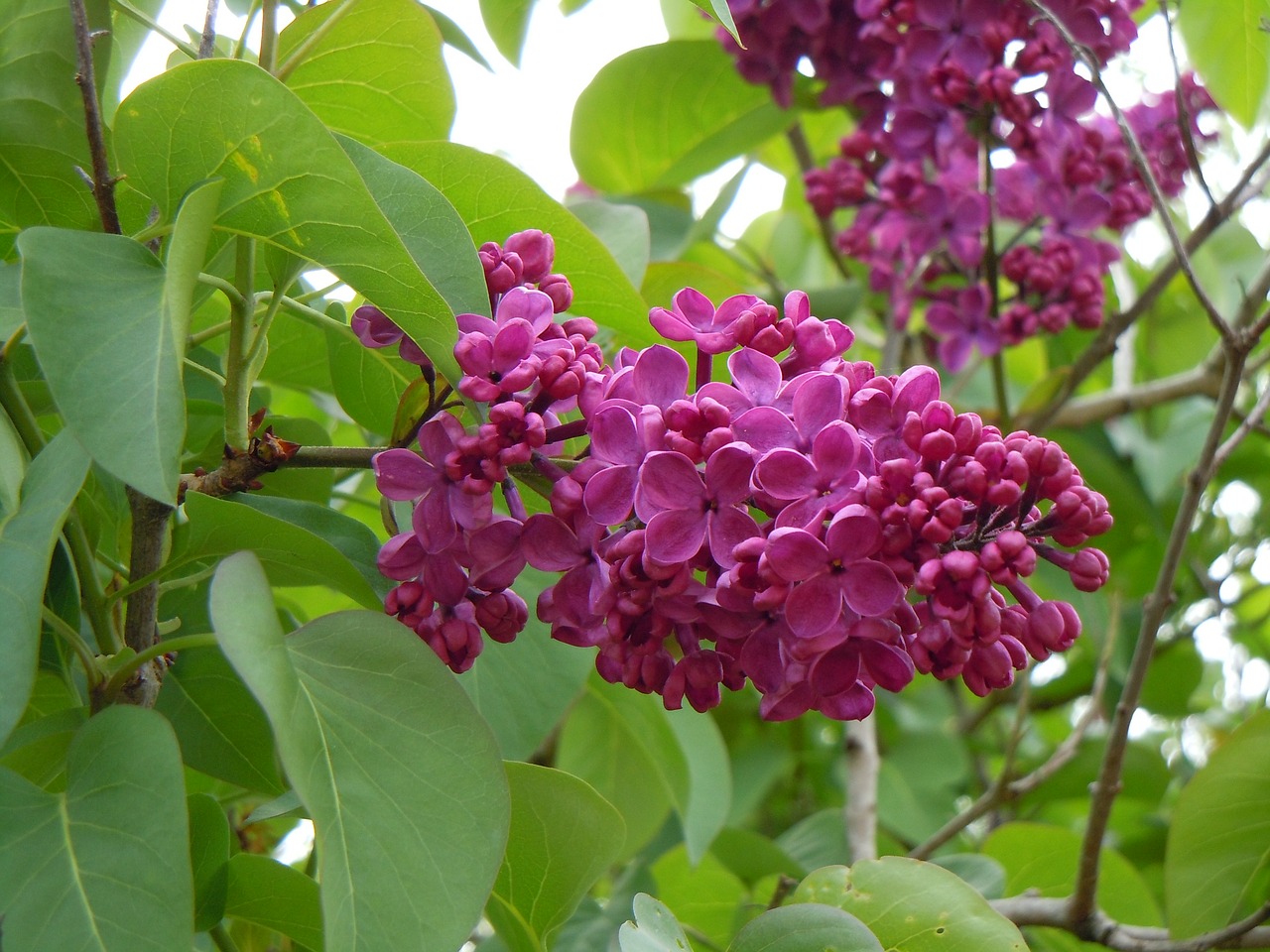 pink wisteria plant free photo