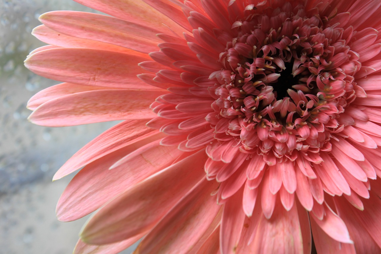 pink flower plant free photo