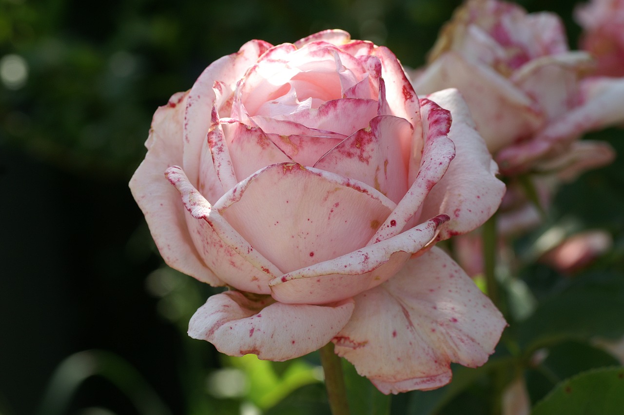 pink rose bloom free photo