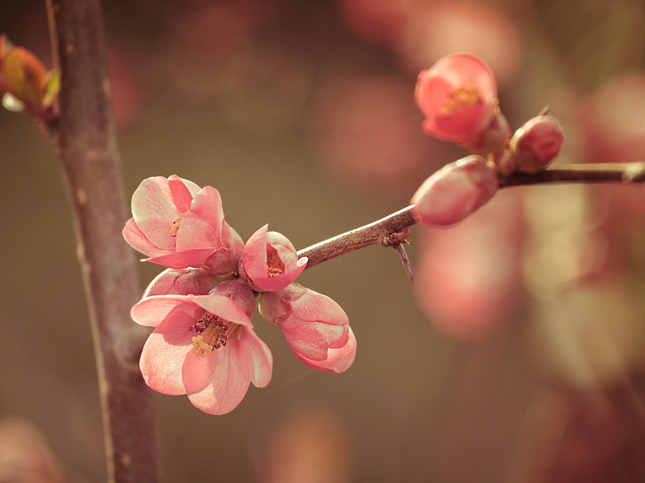 pink flowers spring free photo