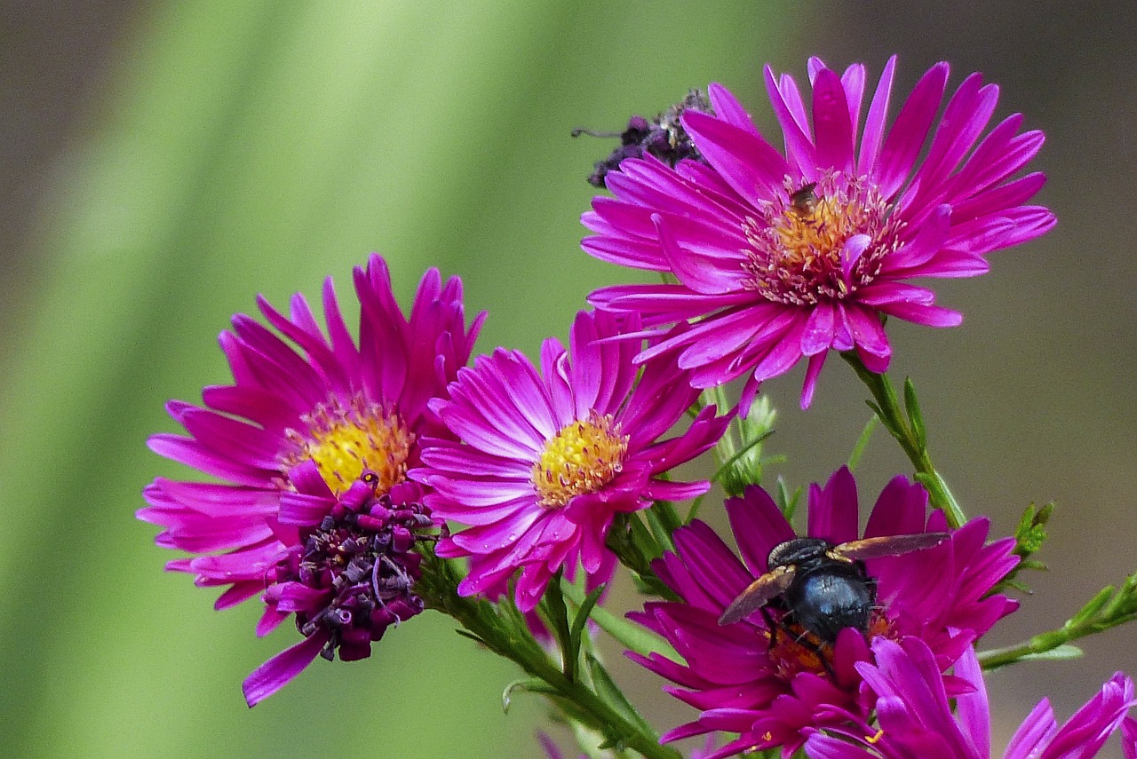 pink aster flower free photo
