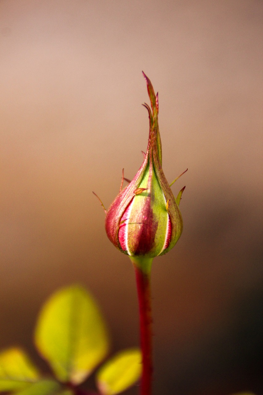 pink young pink rod free photo