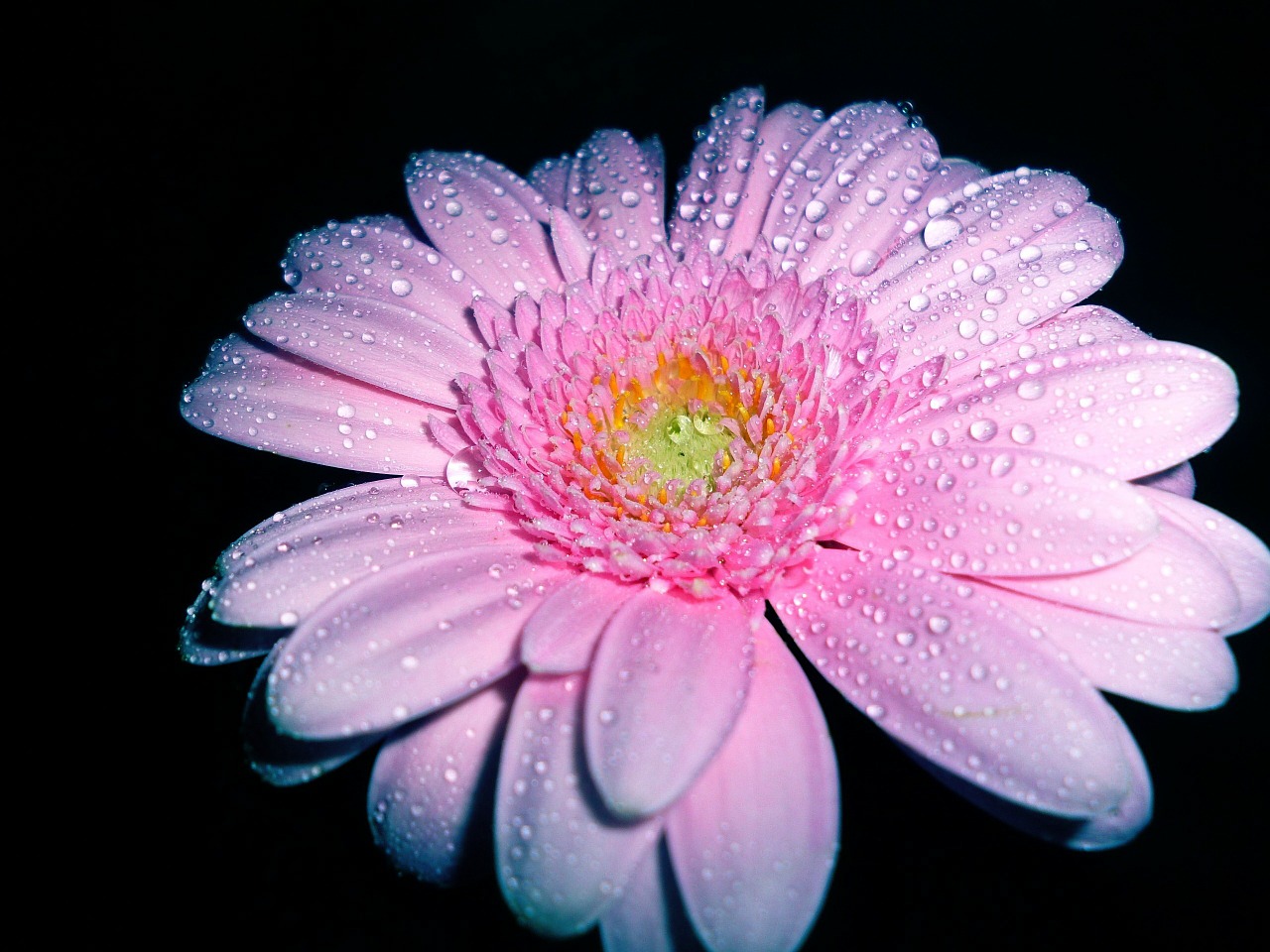 pink gerbera flower free photo