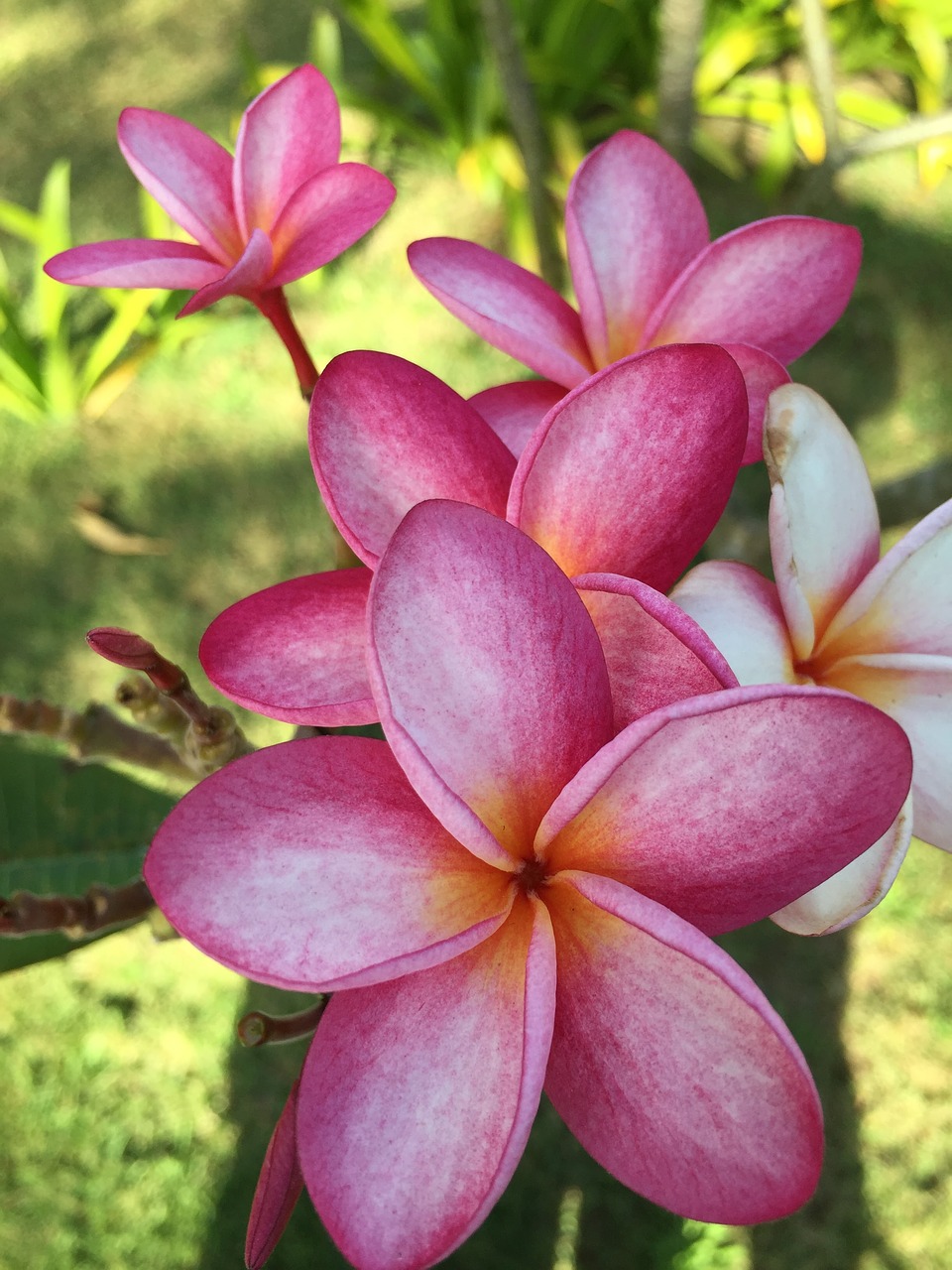 pink flower thailand free photo