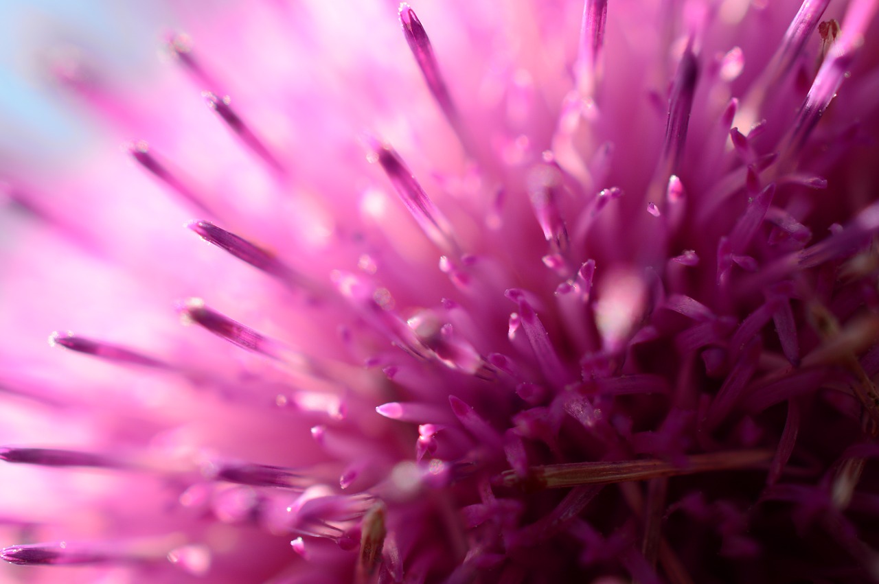 pink abstract thistle free photo