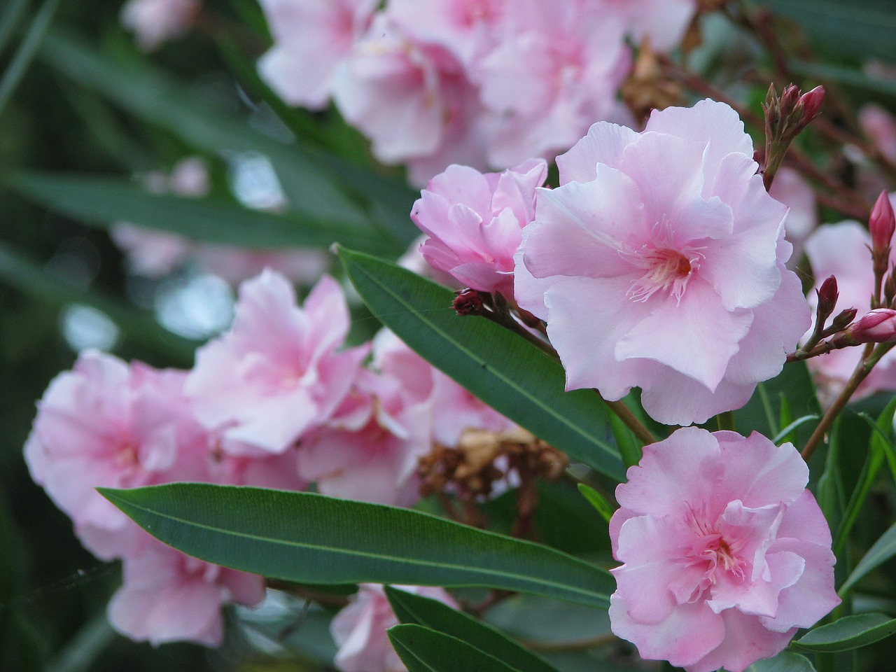 pink oleander bush free photo