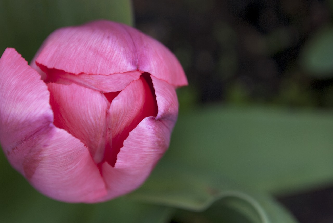 pink tulip floral free photo