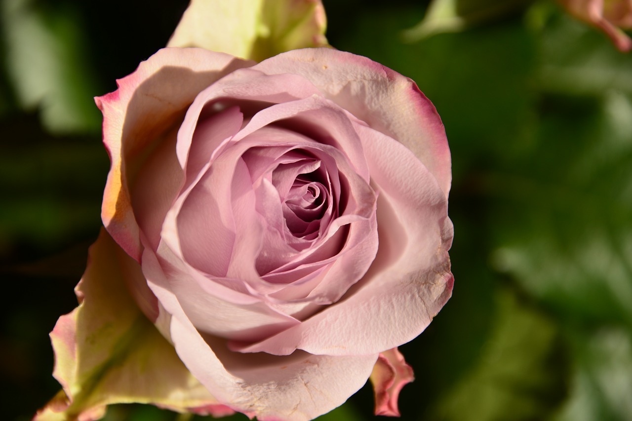 pink flower nature free photo