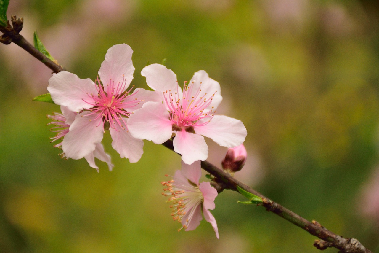 pink plant flowers free photo