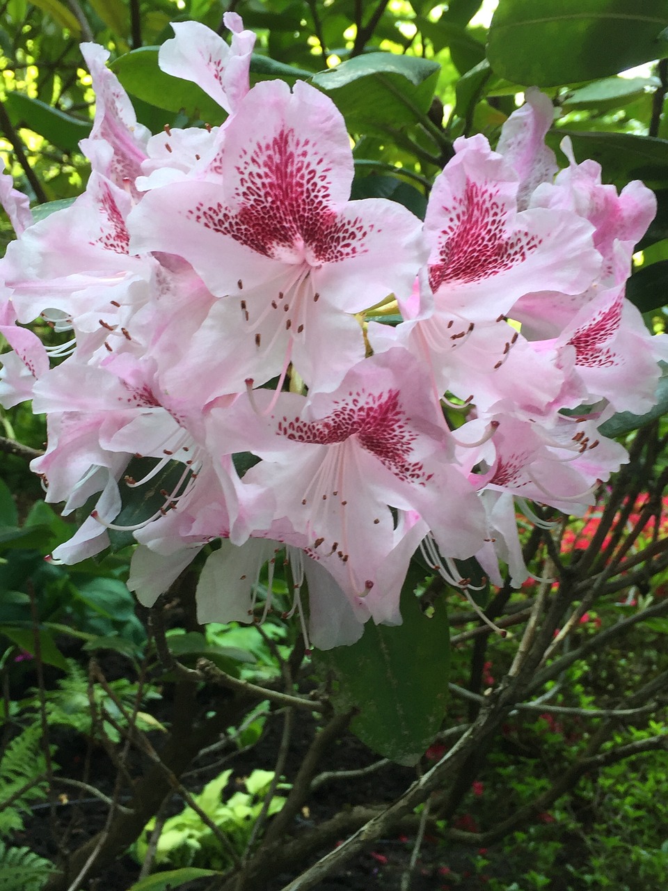 pink flower nature free photo