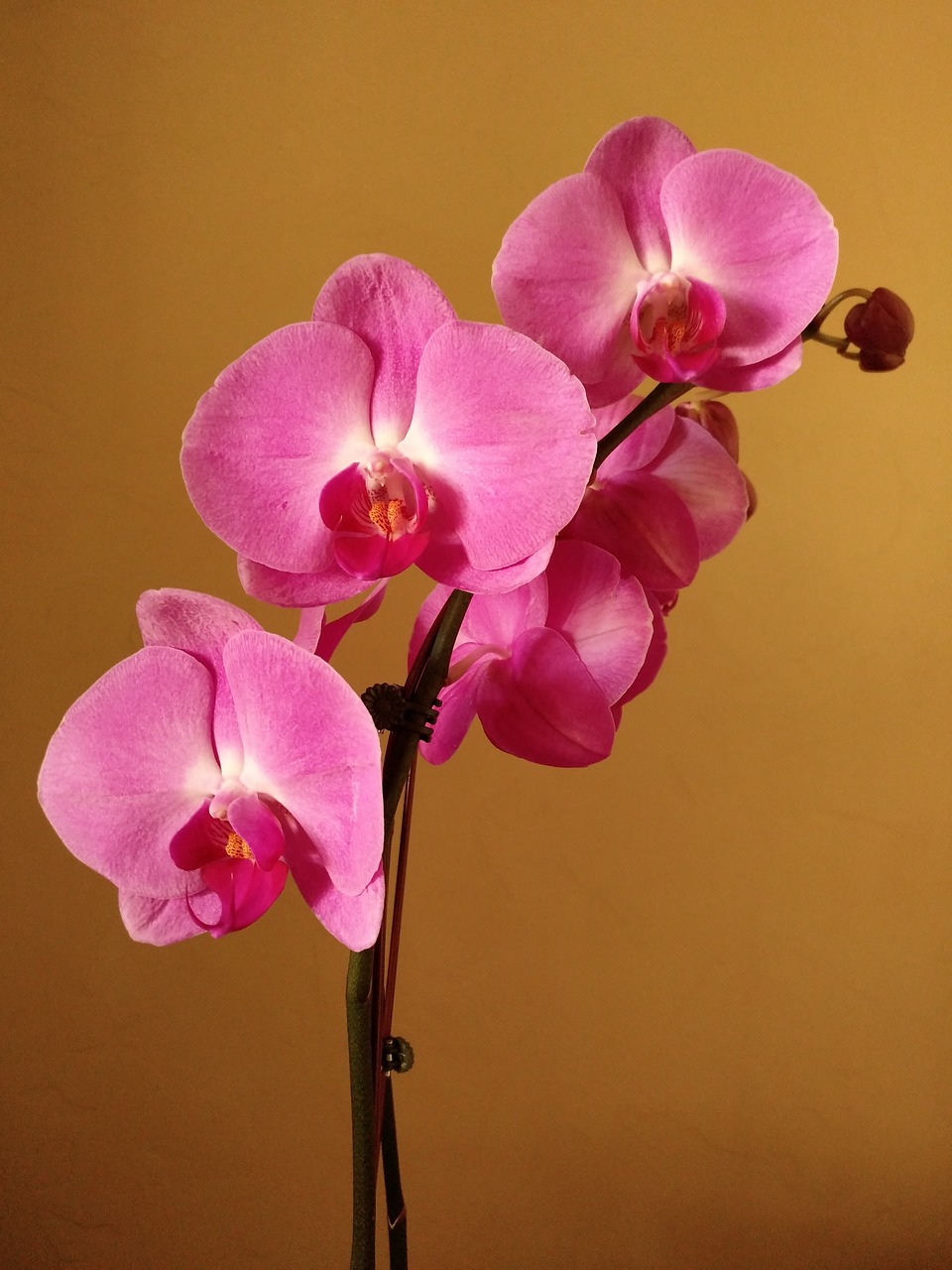 pink orchid flower free photo