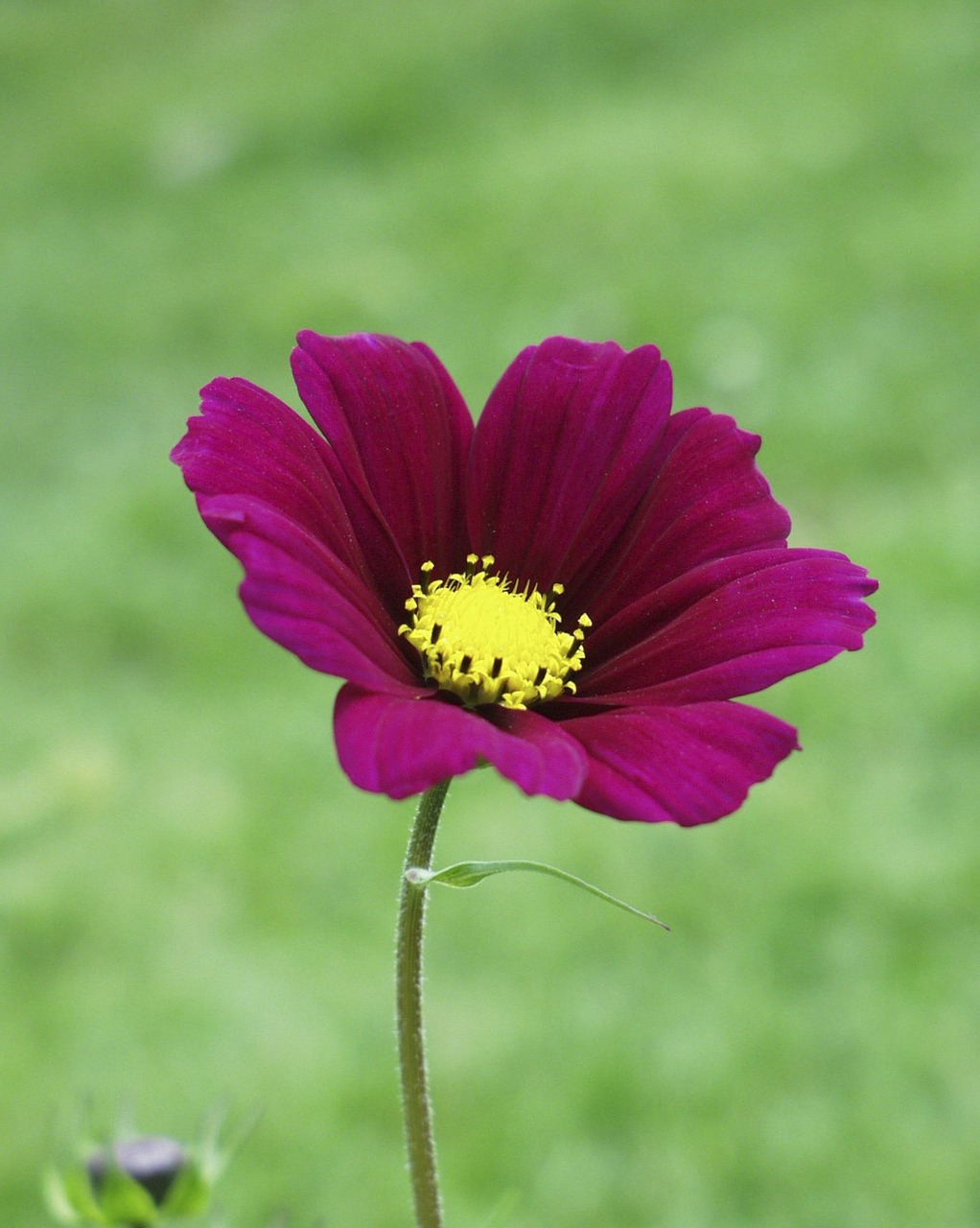 pink yellow flower free photo