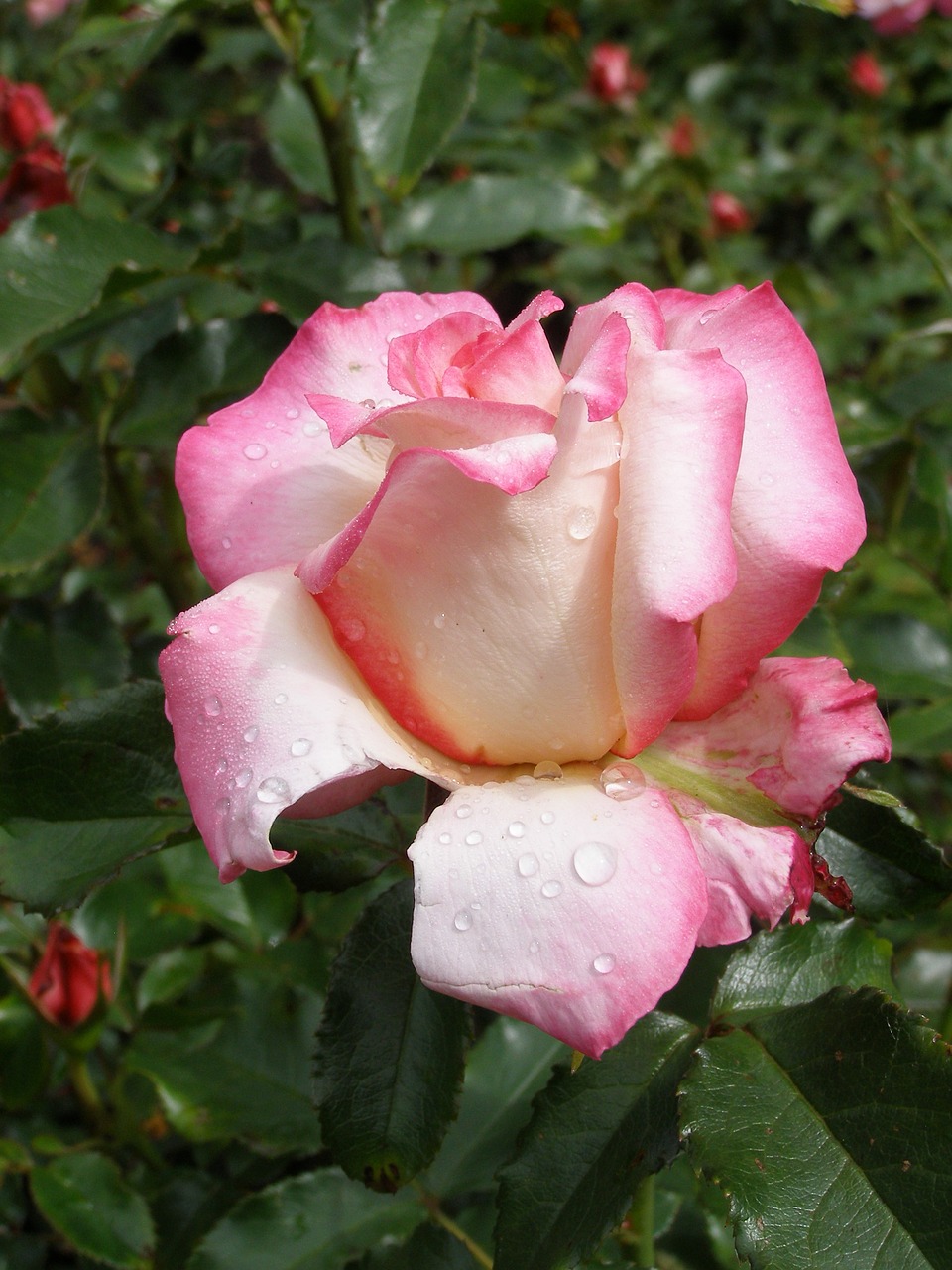 pink rose pink rose free photo