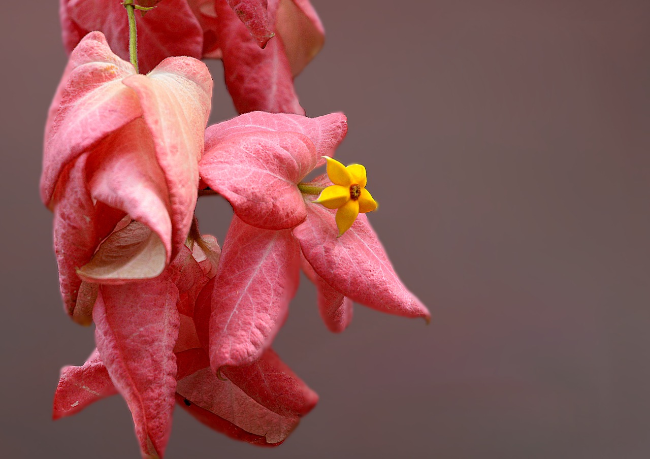 pink pink blossom star blossom free photo