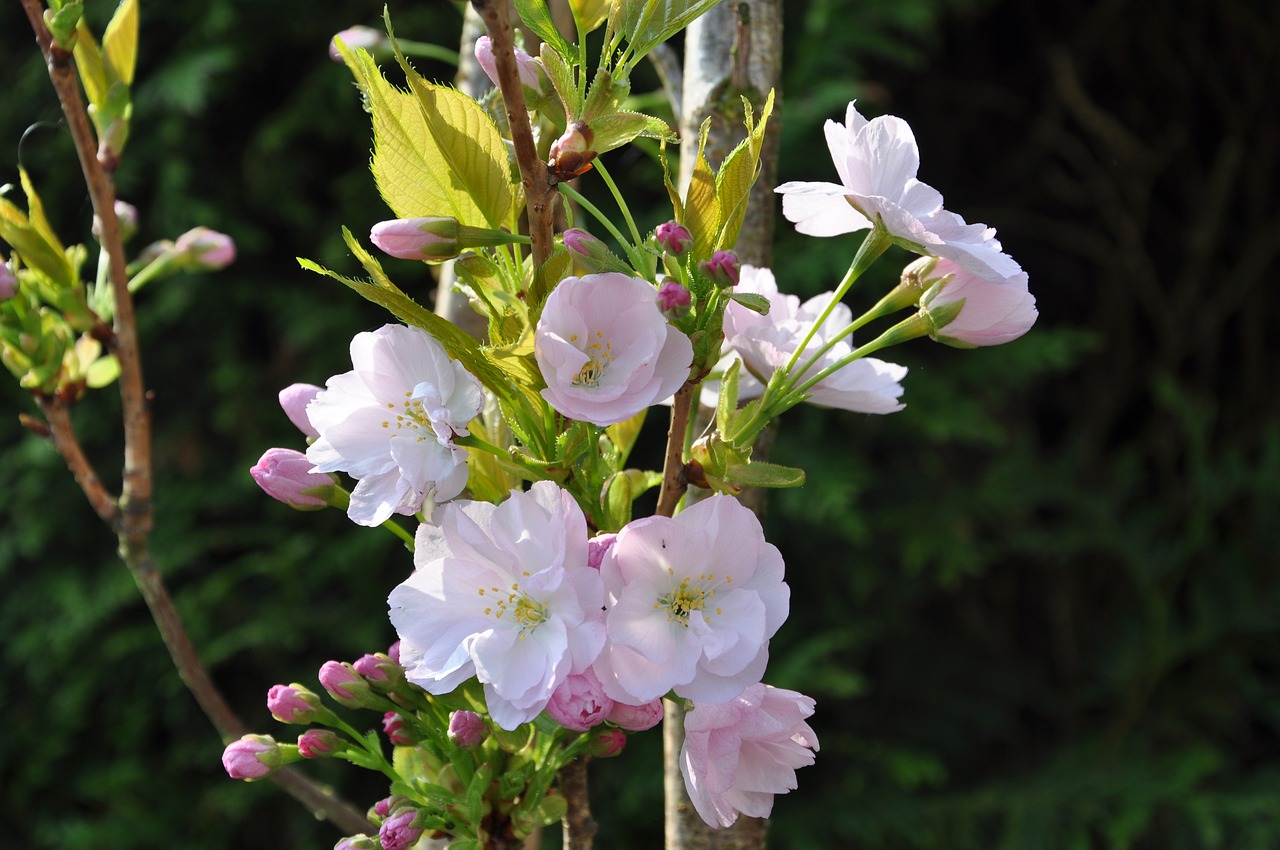 pink blossom garden free photo