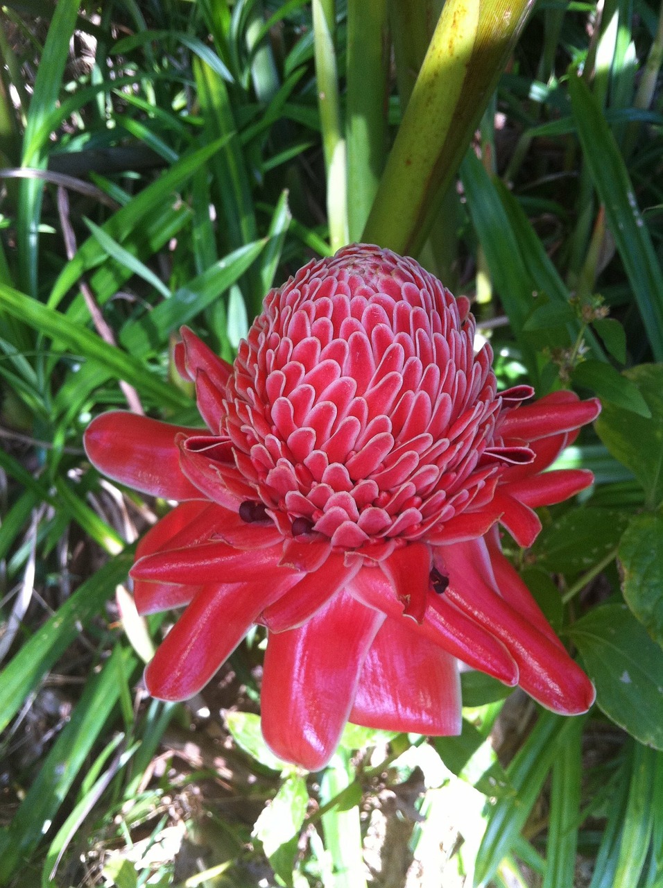 pink beautiful flower free photo