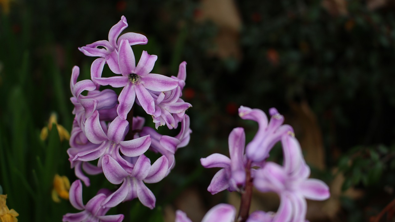 pink flower macro free photo